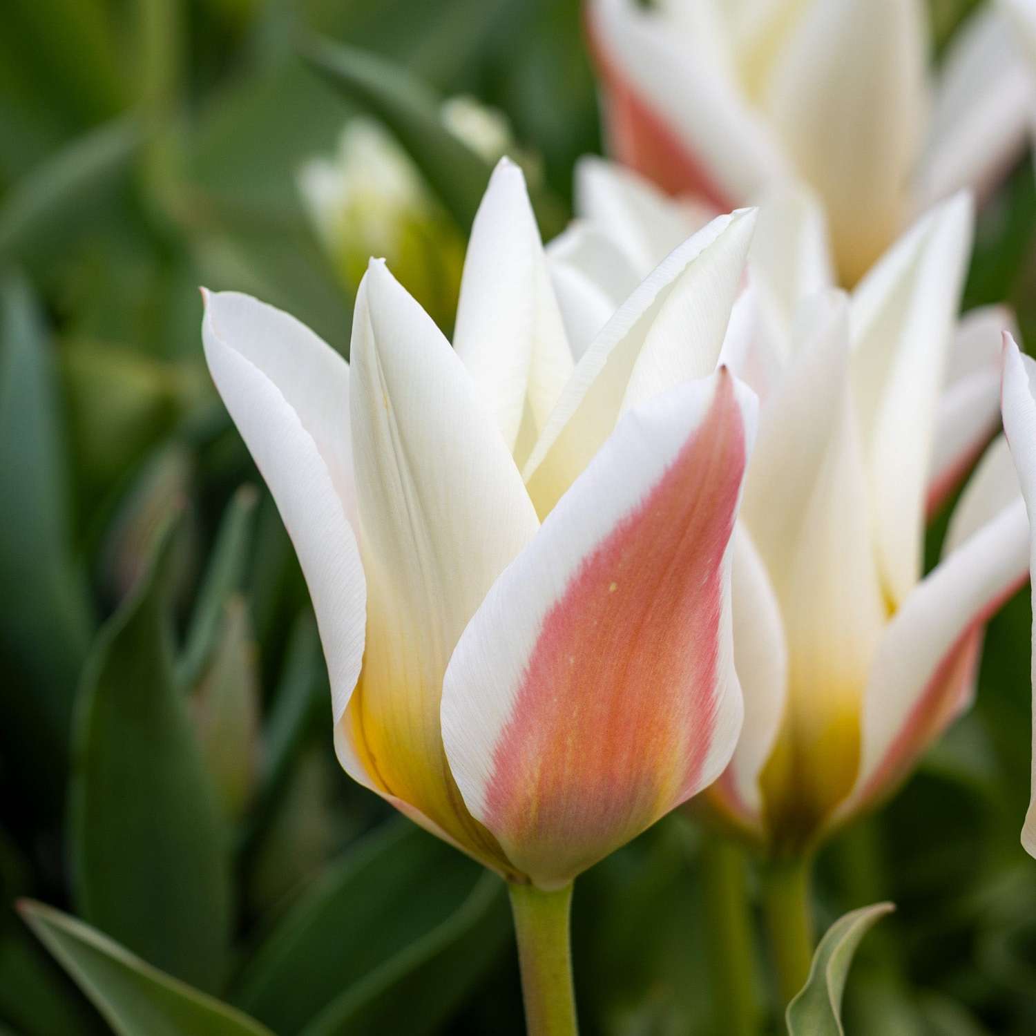 Tulppaani 'Serano'